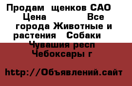 Продам ,щенков САО. › Цена ­ 30 000 - Все города Животные и растения » Собаки   . Чувашия респ.,Чебоксары г.